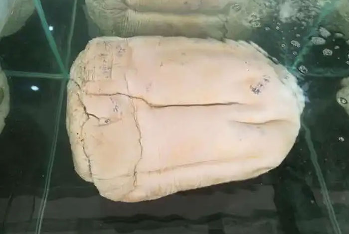 ʲôֳ̫