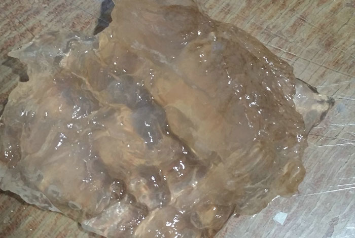 ̫������֥�۸�ͼƬ