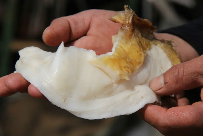 ����֥����ʲô�ط�,����