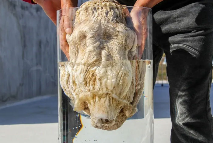 ��ɽҰ����֥,��ɽҰ����