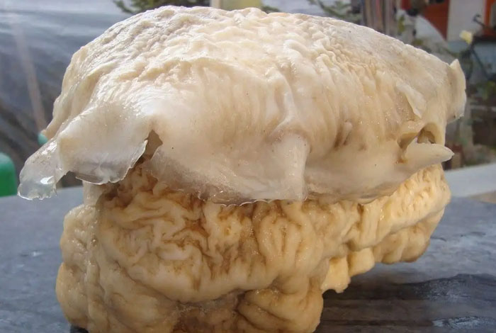 ��Ұ��С��֥,��Ұ����֥