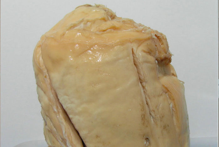 �㽭��ɽ����Ұ����֥��ר