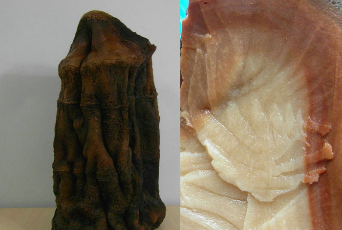 ����Ұ����֥��������ͨ��