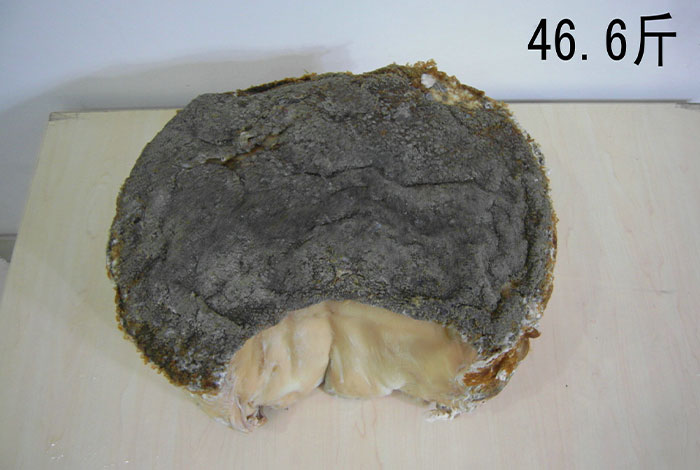 �������Ұ����֥�ڱ�֮ѡ