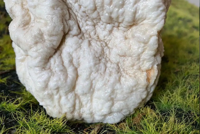 ����Ұ����֥��һ�����У�