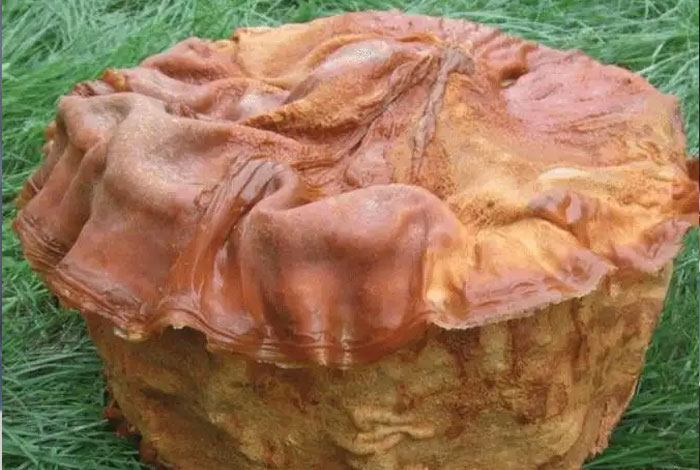 ����֥���ݾ�һ���µ�