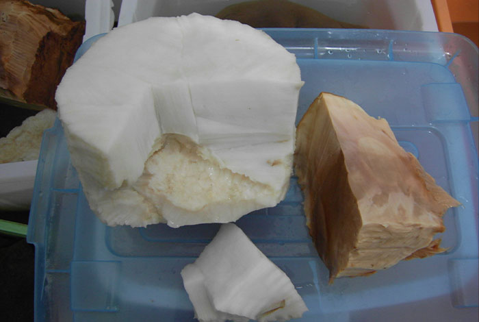 ����һ����֥�۸�͸������