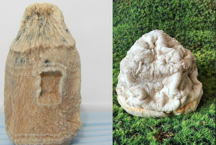 ��֥������ⳤʲô����