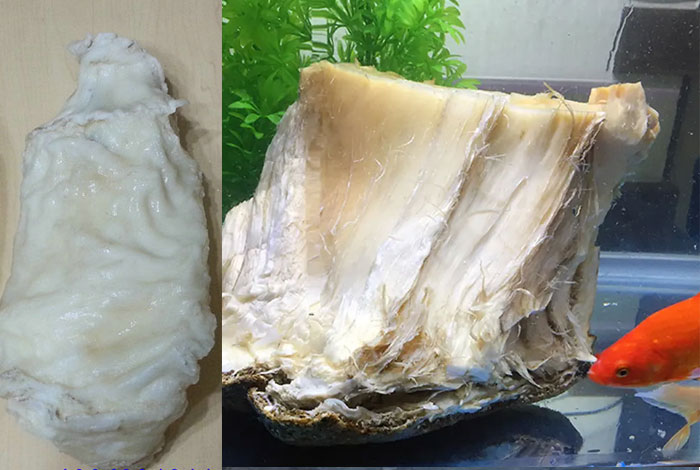 ǧ������֥�Ž���̷