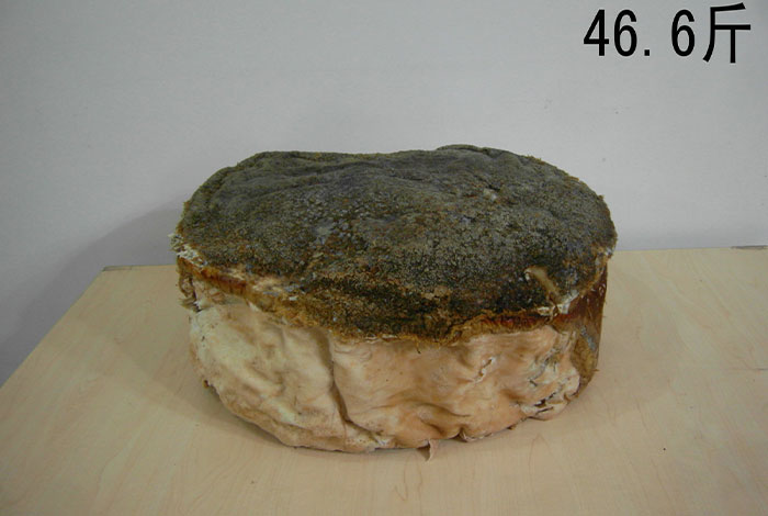 ��֥зһ����ٸ����