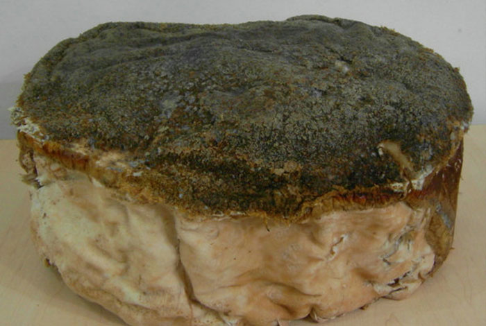 ʲô������֥�廭��Ʒ